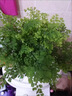 壹植鐵線蕨盆栽水培蕨類植物客廳室內(nèi)密葉垂吊好養(yǎng)觀葉耐陰四季綠植 精品水培鐵線蕨*1（純植物） 帶盆栽好 曬單實(shí)拍圖