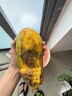 甜萌果蔬金煌芒芒果【多地次日達】當季現摘海南大芒果新鮮水果青芒果整箱 5斤果鋪裝【單果300g+】?jì)?.5斤 曬單實(shí)拍圖