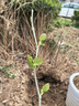 爾瀾包結果嫁接桑葚樹(shù)苗果桑樹(shù)苗庭院陽(yáng)臺盆栽地栽水果苗木源頭直發(fā) 曬單實(shí)拍圖