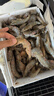 沃鮮匯 大蝦海蝦生鮮厄瓜多爾白蝦南美對蝦大青蝦海鮮水產(chǎn)進(jìn)口鮮活速凍 【推薦】40/50規格（14-?17cm） 1.65kg(凈重)  鹽凍款【凈重3.3斤 只只分離】 曬單實(shí)拍圖