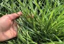 萬(wàn)田沃冬牧70黑麥草種子四季養殖進(jìn)口多年生黑麥草籽喂豬牛羊雞鴨魚(yú)牧草 進(jìn)口黑麥草一年生1斤【速生高產(chǎn)型】 曬單實(shí)拍圖