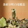梅伯珍茶葉福鼎白茶2019年果香壽眉陳年老白茶端午禮盒裝1500g自喝送人 曬單實(shí)拍圖