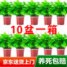 雙盟 綠蘿盆栽除甲醛花卉綠植辦公室新房?jì)艋諝?10款10盆裝源頭直發(fā) 曬單實(shí)拍圖