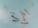 瘋狂水草孔雀魚(yú)活體水族寵物觀(guān)賞魚(yú)冷水耐活小型熱帶魚(yú)淡水魚(yú)苗 【3CM左右】精品孔雀魚(yú)A 共8條 曬單實(shí)拍圖
