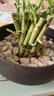 恰意迷你富貴竹招財竹觀(guān)音竹節節高小盆栽室內水養桌面辦公室帶根綠植 招財竹10-15cm（不帶花盆）帶根帶芽【20顆】 曬單實(shí)拍圖