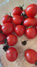 廣西露天圣女果櫻桃小番茄即食水果西紅柿新鮮蔬菜應季整箱批發(fā)價(jià) 帶箱5斤 4.5斤 凈重 曬單實(shí)拍圖