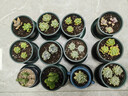 【虧本沖量】多肉植物盆栽新手套餐迷你綠植 2顆不同品種多肉 曬單實(shí)拍圖