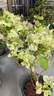 臨雅三角梅盆栽帶花老樁綠植花卉重瓣綠櫻漳紅櫻樹(shù)苗室內陽(yáng)臺爬藤植物 【帶花發(fā)貨】綠櫻40-50cm 曬單實(shí)拍圖