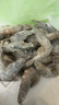 北海灣 蝦 青島大蝦鮮活冷凍基圍蝦 蝦類(lèi) 海鮮水產(chǎn)生鮮白蝦青蝦海蝦對蝦 氣凍大蝦 3斤(凈重)  17-21cm【單只凍 超大蝦王】 曬單實(shí)拍圖