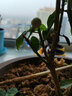 單瓣筆尖茉莉苗茉莉花盆栽室內(nèi)室外濃香植物四季盆栽綠植花卉 4年苗帶花苞 曬單實(shí)拍圖