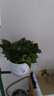 【綠蘿盆栽】吸甲醛凈化空氣水培綠植物懶人花卉好養搬家禮物全 【爆款2盆】綠蘿+白色南瓜盆自吸水 整體含盆高度20-25cm 曬單實(shí)拍圖