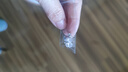 Meliades皇冠六爪鋯石星鉆耳釘女時尚輕奢耳環送女友老婆生日禮物 星鉆耳釘_5MM 曬單實拍圖