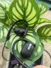 音愛家【全網熱銷100萬+】藍牙掛脖式k歌直播耳機聲卡一體機主播專用唱歌專用無線音響設備全套唱歌 曬單實拍圖
