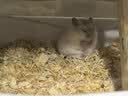 貝初眾倉鼠籠子超大別墅最便宜亞克力防啃咬防越獄金絲熊倉鼠全套用品 蘑菇屋【加厚防啃咬】全景洋房7件套 透氣全封閉/全景透明 雙層設計/超大空間 曬單實拍圖