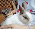 alice兔子龍貓按摩除毛梳子指甲剪天竺鼠兔子清潔美容梳毛按摩梳子 豬鬃毛木梳 （除浮毛不傷皮膚） 曬單實(shí)拍圖