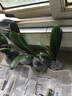 買多送多百芳緣  盆栽花卉君子蘭盆栽  名貴花卉 盆景精品綠植園藝庭院陽臺(tái)綠化圓頭和尚彩蘭 短葉圓頭和尚 5-6片葉子還可以 曬單實(shí)拍圖