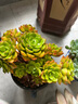 闌兮閣多肉植物老樁特大捧花 黃金蠟牡丹[巨大群生20cm左右] 不含盆 曬單實(shí)拍圖