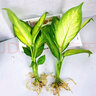 花友瑪麗安粉黛萬年青盆栽桌面水培花卉辦公室綠植銀皇后 2顆瑪麗安20-30厘米 曬單實拍圖