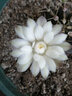 仙人球?qū)嵣嗳庵参锵扇饲蛳扇苏茣?huì)開(kāi)花一物一拍小盆栽套餐 瑞云牡丹4cm 裸根不帶土 曬單實(shí)拍圖