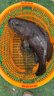 達億瓦（DAIWA）23新款 BG SW 海釣紡車(chē)輪遠投路亞輪船釣鐵板魚(yú)線(xiàn)輪 18000（標準型號） 曬單實(shí)拍圖