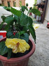扶?；ㄅ柙?花卉綠植 扶?；?色彩鮮艷 朱槿牡丹芙蓉花 四季開花 多色可選 室內(nèi)客廳辦公室好養(yǎng)易活 黃色扶桑1盆 不含盆 曬單實(shí)拍圖