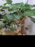 玖枝苑玻璃瓶四季水培植物盆栽套装 栀子花办公室盆栽绿植发财树 青叶常青藤  带盆栽好 实拍图