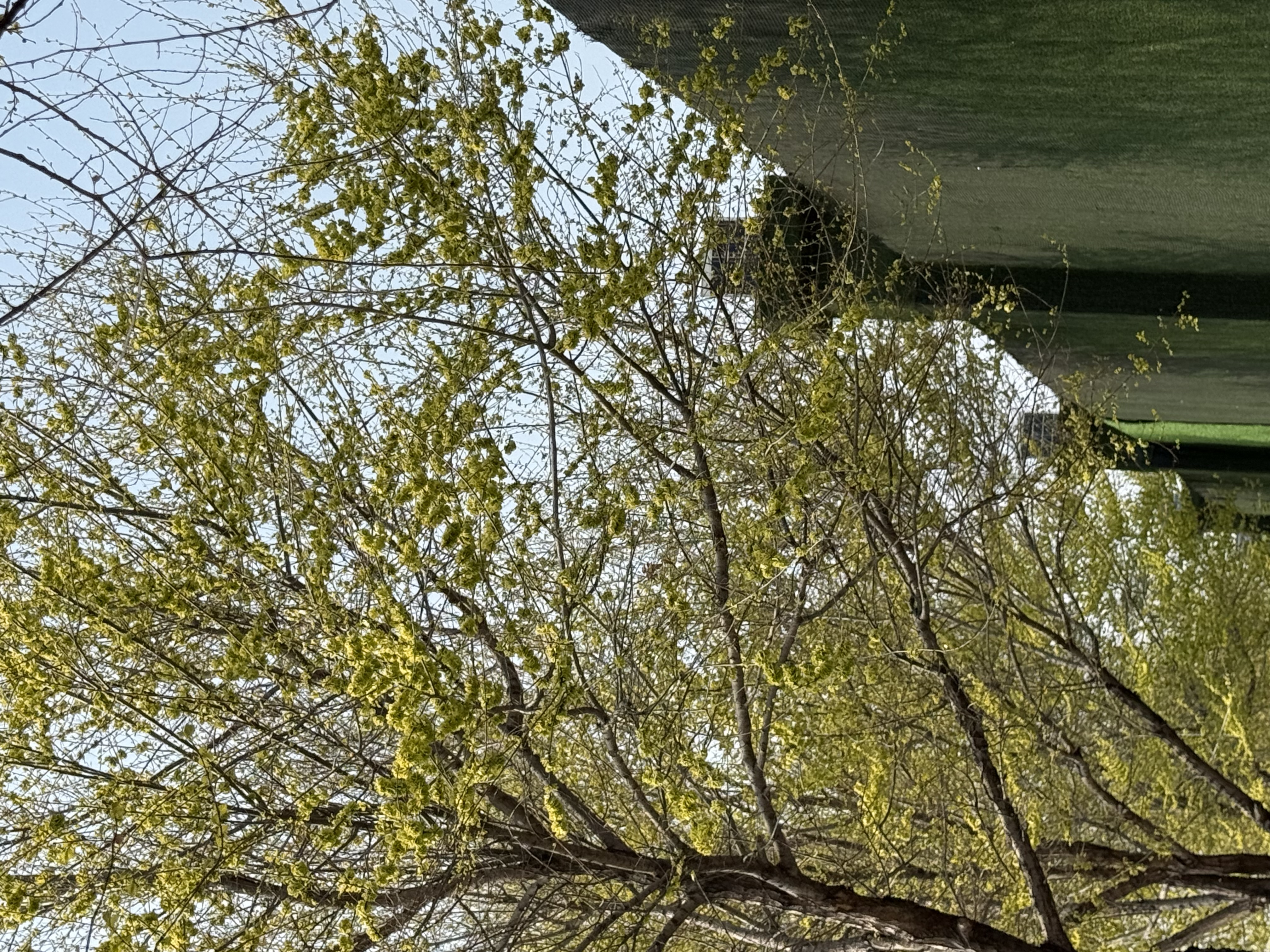 南木熊吊帶女背心帶胸墊新款純欲辣妹蕾絲純色內(nèi)搭修身顯瘦外穿打底上衣 蕾絲吊帶【杏色】 均碼 90-120斤 曬單實(shí)拍圖