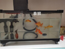 AIPHAROW百褶泰獅冷水金魚(yú)精品活魚(yú)進(jìn)口f1紅菠蘿泰師櫻花黑色百褶裙國粹 6-8CM紅白精品百褶泰獅1條 曬單實(shí)拍圖
