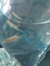 少羽紅魔鬼神仙魚(yú)燕魚(yú)凈版無(wú)黑斑七彩熱帶觀(guān)賞魚(yú)活體燕魚(yú)活體報損  紅魔鬼3-4厘米2條 曬單實(shí)拍圖