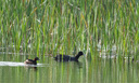 適馬（SIGMA）Sports運動版 全畫幅  單反 遠攝長焦 二手 長焦打鳥鏡頭 150-600mm F5-6.3 S版 佳能EF口 99新 曬單實拍圖