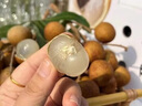 迎畔廣東高州石峽龍眼【順豐/JD-送貨上門】新鮮水果甜桂圓送禮 剪粒凈重4.5-5斤石峽龍眼 曬單實(shí)拍圖