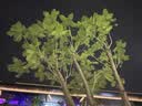 瞬時山野Monterest戶外5A抗菌拼色打底衫顯瘦修身運動長袖T恤女款 沙漠白 M （WM） 尺碼偏小，建議拍大一碼 曬單實拍圖