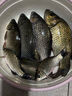 化氏紅薯鯉老紅薯300克薯味池塘水庫野釣鯉魚薯香餌料 300克紅薯鯉 X 2袋 曬單實(shí)拍圖
