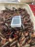 【準(zhǔn)新機(jī)】蘋果iPhone 16pro/16ProMax全網(wǎng)通5G雙卡雙待智能手機(jī) 黑色鈦金屬【16ProMax】6.9英寸 256GB 超長質(zhì)保+豪華禮包 美版正品|支持檢測 曬單實(shí)拍圖