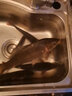 YNKOO日本進(jìn)口鬼牙伊勢尼魚(yú)鉤散裝倒刺魚(yú)鉤全套釣魚(yú)鉤鯽魚(yú)鉤鯉魚(yú)鉤 伊勢尼（35枚/盒） 9號 曬單實(shí)拍圖