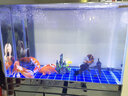 江彩大型金龍魚(yú)缸水族箱別墅客廳屏風(fēng)隔斷2米新款專(zhuān)業(yè)級底濾超白定制 長(cháng)120x寬50x缸高80x柜高80cm專(zhuān)業(yè)級 曬單實(shí)拍圖