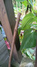 果樹(shù)苗 南方北方種植 四季菠蘿蜜樹(shù)苗 馬來(lái)西亞1號 當年結果-網(wǎng) 4年好苗 曬單實(shí)拍圖