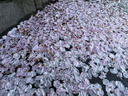 ALittleFlower【按鍵Ai|升級(jí)款】適用iPhone16Pro手機(jī)殼蘋(píng)果16pro保護(hù)套磁吸液態(tài)硅膠防摔鏡頭全包軟邊簡(jiǎn)約 曬單實(shí)拍圖