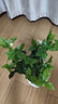 亞招虎頭茉莉花苗 茉莉花盆栽 庭院陽(yáng)臺茉莉大花 重瓣 植物花卉 3年苗帶花發(fā)貨 含盤(pán) 曬單實(shí)拍圖