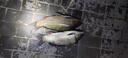 鄧大師推薦一瓶搞定開(kāi)口王釣魚(yú)小藥誘魚(yú)劑魚(yú)餌料羅非翹嘴黑坑野釣 一瓶裝 曬單實(shí)拍圖