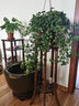 若綠口紅吊蘭盆栽室內陽(yáng)臺垂吊綠植花卉庭院陽(yáng)臺桌面擺放源頭直發(fā)包郵 球蘭吊蘭 一整盆 含盆 曬單實(shí)拍圖