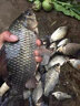 釣嗨尼魚(yú)線隱形尼龍線強(qiáng)拉力漁線釣魚(yú)線釣線海釣線路亞線100米魚(yú)線 主線100米-咖啡色（強(qiáng)拉力） 5號(hào) 曬單實(shí)拍圖
