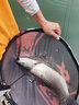 kaiwo 開(kāi)沃精工尋王二代大物版魚(yú)竿28調(diào)性碳素黑坑竿綜合竿釣魚(yú)竿 6.3米 曬單實(shí)拍圖