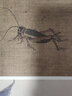 歷代名畫解讀 康熙原版芥子園畫傳·草蟲花卉譜（上、下冊） 曬單實拍圖