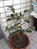 茶梅樹(shù)苗 茶枚盆栽樹(shù)庭院花園陽(yáng)臺耐寒年宵花卉盆景盆栽地栽 3年茶梅 不含盆 曬單實(shí)拍圖
