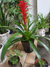 春枝韻鴻運當頭盆栽植物花卉室內客廳陽(yáng)臺綠植吸甲醛凈化空氣四季好養的 40厘米高左右(鴻運當頭)一顆 不含盆 曬單實(shí)拍圖