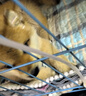 咯咪日本柴犬幼犬純種寵物狗狗活體短毛犬赤柴犬豆柴雙血統微笑犬狗子 寵物級 公 曬單實(shí)拍圖