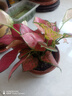 吉利紅盆栽紅富貴室內花卉植物客廳綠植好養四季開花易活水培花卉 吉利紅3顆原盆土1盆 曬單實拍圖