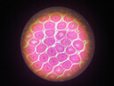 麥克奧迪（Motic）光學顯微鏡專業(yè)高倍2500倍科學研究寵物醫(yī)院畜牧水產(chǎn)養(yǎng)殖檢測教學 SW380三目+500萬電子目鏡 曬單實拍圖
