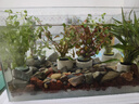 墨之瑤【真水草】魚(yú)缸【好養】植物造景迷你皇冠蜈蚣綠菊真水草沉木 隨機六杯水草陶瓷環(huán)(A套餐) 曬單實(shí)拍圖